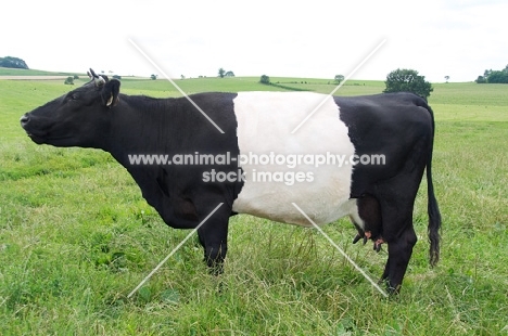 Dutch Belted cow (aka Lakenvelder), side view