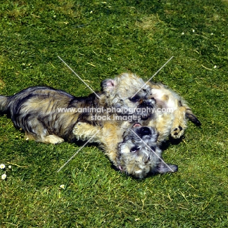 two dandie dinmont puppies playing