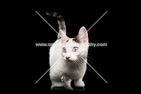 shorthaired Bambino cat standing on black background