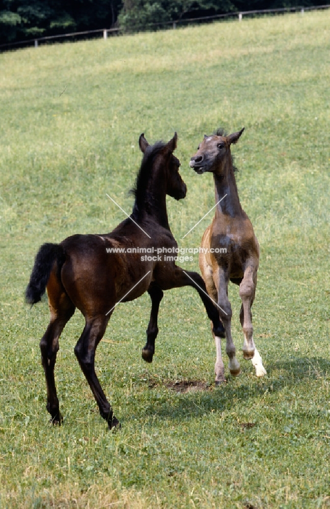2 young lipizzaner foals already sparring up to each other at piber