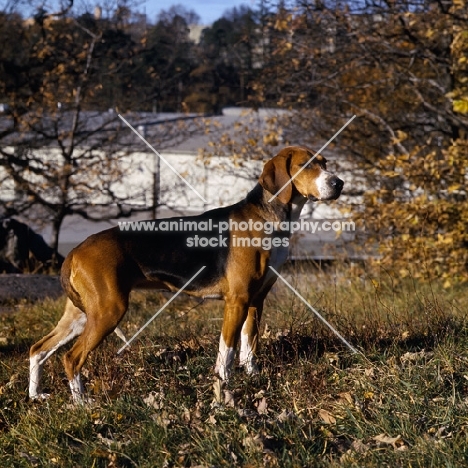 hamiltonstovare standing on grass