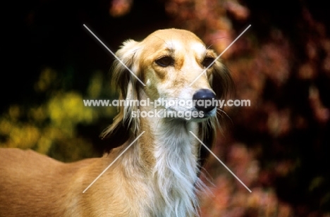 ch jazirat bahiyya, saluki head study