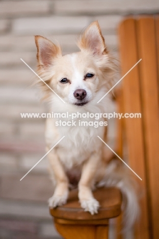 Longhair Chihuahua