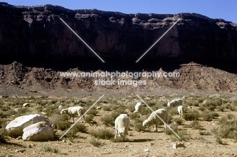 navajo-churro sheep in monument valley, usa