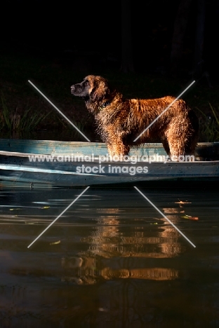 Leonberger in boat