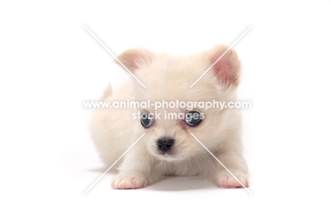 cute smooth coated Chihuahua puppy on white background