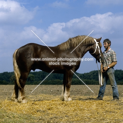 schleswig stallion with handler