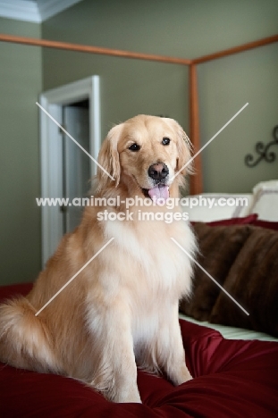 golden retriever sitting on bed