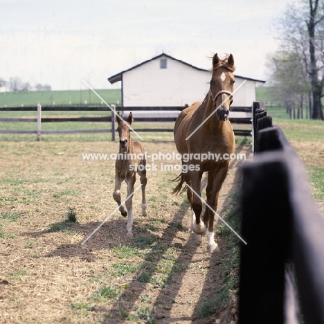 American Saddlebred mare trotting with foal