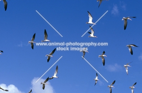 black skimmers flying off florida