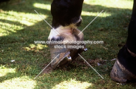 horse's hoof showing calk on shoe