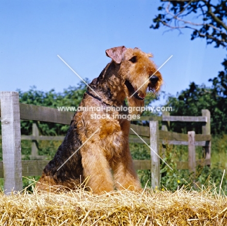ch jokyl gallipants, airedale standing up on straw in the country