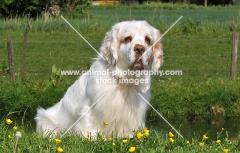 Clumber Spaniel