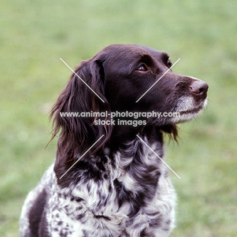 small munsterlander portrait