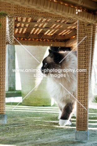 Ragdoll under chair