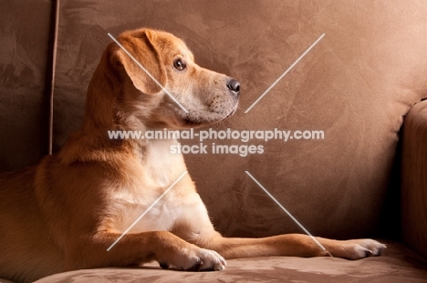 Side view of yellow labrador mix lying down on tan sofa