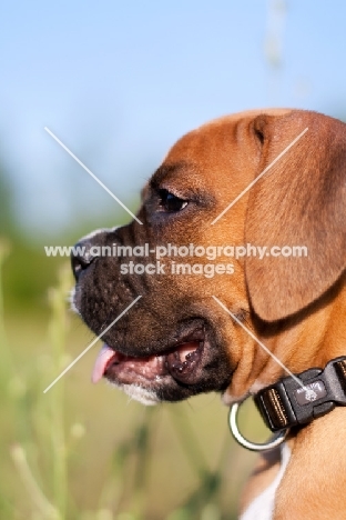 Boxer puppy profile