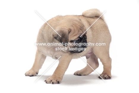 cute Pug puppy, looking down