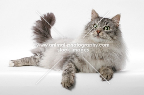 Silver Mackerel Tabby & White Norwegian Forest cat, lying down