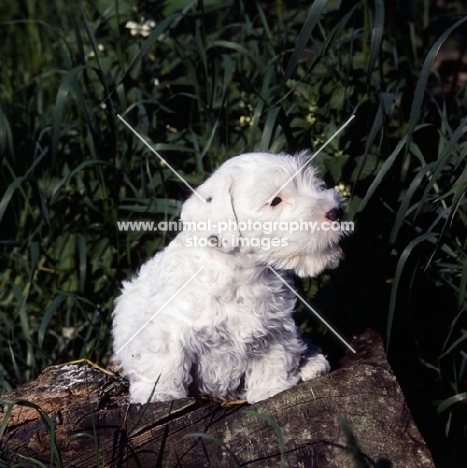 Sealyham terrier puppy with spots on ear