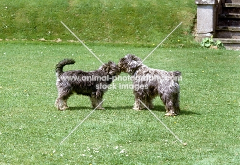 docked and undocked miniature schnauzers