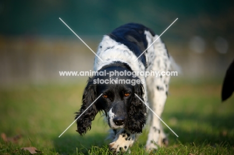 black and white english springer spaniel