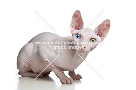 odd-eyed sphynx from side, looking at camera
