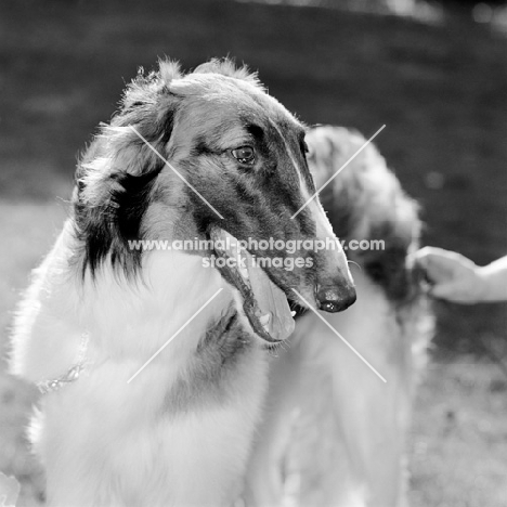 borzoi, portrait