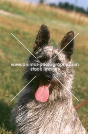 Bouvier des Ardennes portrait