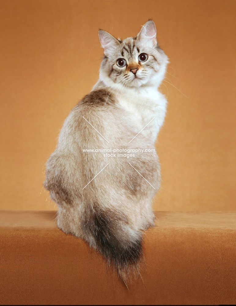Champion American Bobtail in Glamour Pose showing bobtail.
