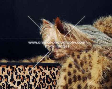 Yorkshire Terrier on animal printed fabric