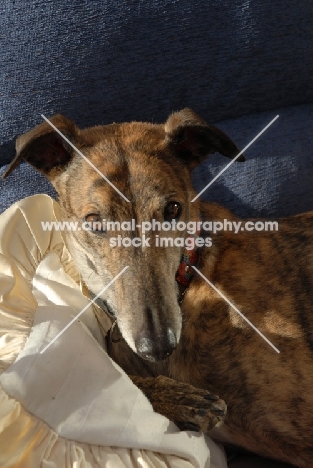 greyhound, ex racer, all photographer's profit from this image go to greyhound charities and rescue organisations