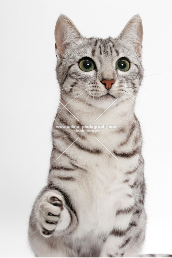 Egyptian Mau, Silver Spotted Tabby, looking away