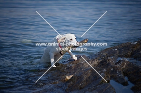 small labrador cross retrieving stick from the water
