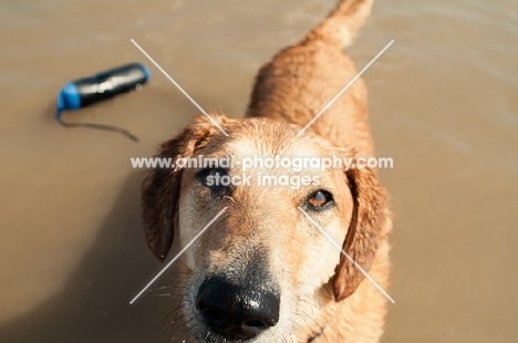 wet Mongrel dog standing in water