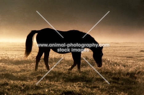 pony walking in a field at dawn