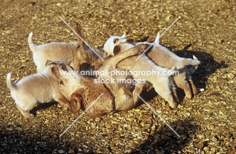 australian cattle dog bitch lying on her back with her pups playing around her