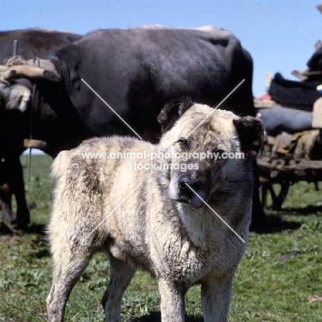 caucasian sheep dog, cropped ears with bullock cart in caucasian mountains 