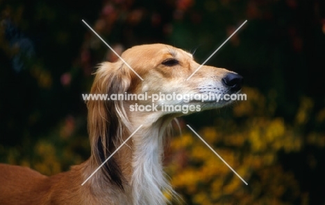 ch jazirat bahiyya (bronte), side view of saluki against autumn colours, winner hound group crufts 1991