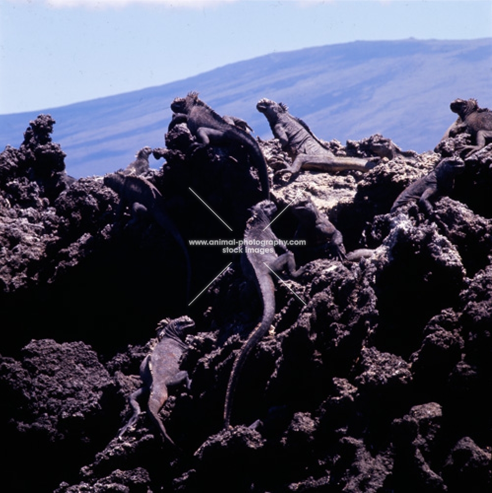 marine iguanas sunbathing on lava on fernandina island, galapagos islands