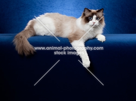 Ragdoll cat in studio on blue background