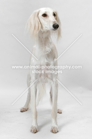 Saluki standing in studio