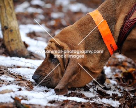 Bloodhound smelling