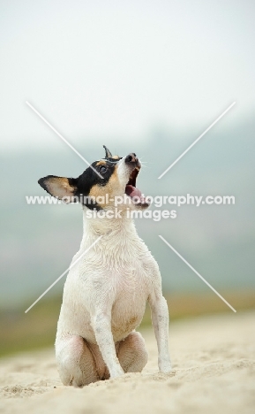 Toy Fox Terrier barking