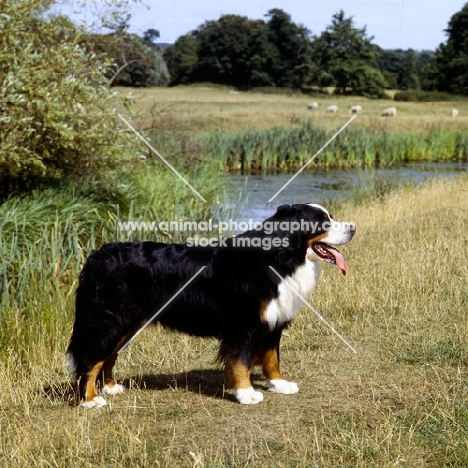 bernese mountain dog