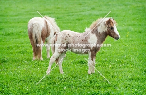 two falabella horses in green field