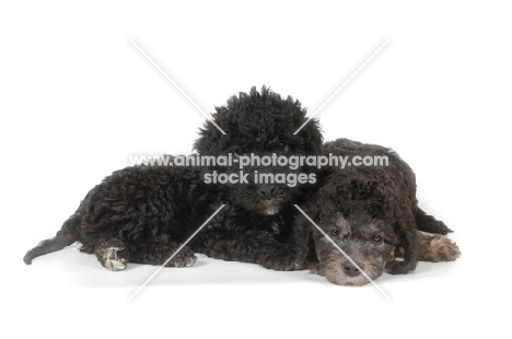 two black Bedlington Terrier puppies
