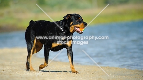 Rottweiler walking near water