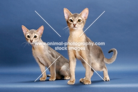 two blue abyssinian kittens standing on blue background