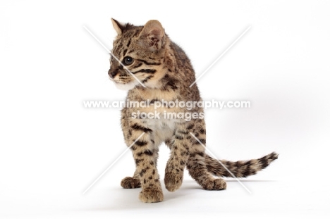 Geoffroy's cat looking alert, Golden Spotted Tabby colour